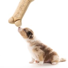 Australian Shepherd Puppies from Polkaussies