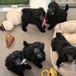 Poodle Puppies from Kotu Poodles
