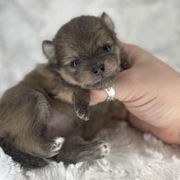 Pomeranian Puppies from Treasured Jewels Pomeranians