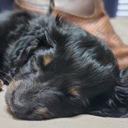 Blade - Black and tan male Dachshund puppy in Austin, Texas from Glorious Minis