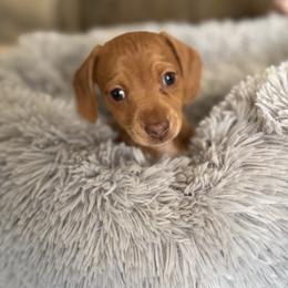 Dachshund Puppies from Silver Dach Farms