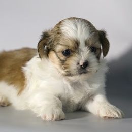 Boy II - Black gold and white male Shih Tzu puppy in Middleborough, Massachusetts from Shih Tzu Pups