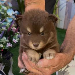 Ross - Chocolate male Pomsky puppy in Spring Hill, Florida from PDQ Pomskies