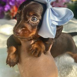 Zuri long coat - Pet only - Chocolate and tan female Dachshund puppy in Lakeland, Florida from Elite Doxies Florida
