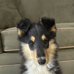 Nami - Collie puppy from Collie Campo