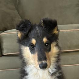 Nami - Collie puppy from Collie Campo