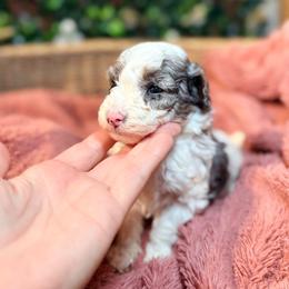 Gabe - Blue merle male Bernedoodle puppy in Cocoa, Florida from The Beach Doodles