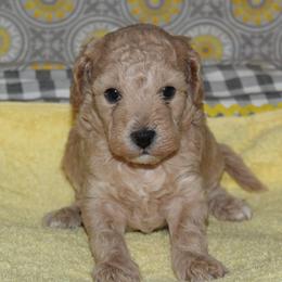 MSR - Cream female Goldendoodle puppy in Carnesville, Georgia from Mustard Seed Ranch Goldendoodles