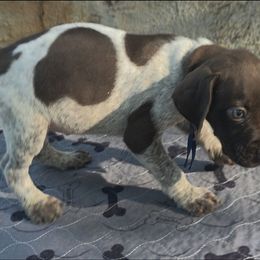 Girl 4 - Liver roan female German Shorthaired Pointer puppy in Dahlonega, Georgia from Pointer Mountain Bird Dogs
