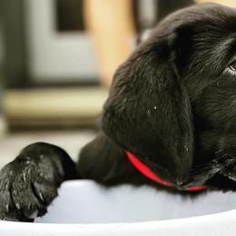 Labrador Retrievers from Fortune Labradors