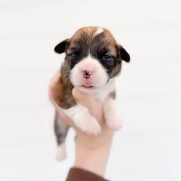 Jo - Black - Sable female Pembroke Welsh Corgi puppy in Milan, Georgia from Williams’ Welsh Corgis LLC