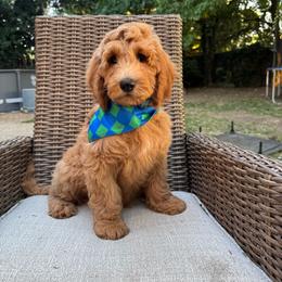Blue boy (Dodger) - Apricot male Goldendoodle puppy in Roseville, California from Roseville GoldenDoodles