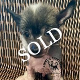 Pancho - Black and white male Chinese Crested puppy in Port Charlotte, Florida from Chinese Checkers Chinese Cresteds