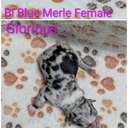 Glorious - Blue merle female Australian Shepherd puppy in Squaw Valley, California from A&M Australian Shepherds