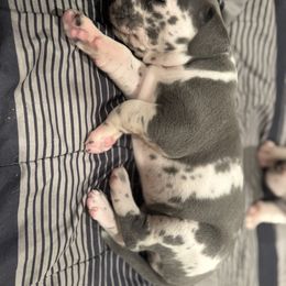 Nova - Blue and white female Great Dane puppy in Albuquerque, New Mexico from Legacy Danes