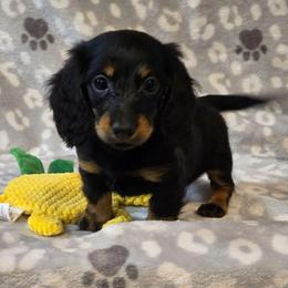 Duchess - Black and tan female Dachshund puppy in Tonopah, Arizona from Desert Diamond Dachshunds