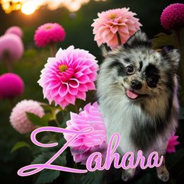 Zahara - Pomeranian