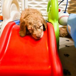 Goldendoodle Puppies from Lundee Doodles