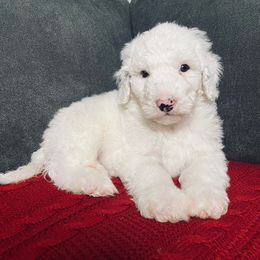 Cruiser - White male Sheepadoodle puppy in Pataskala And Thornville, Ohio from Four Front Doodles - Pataskala