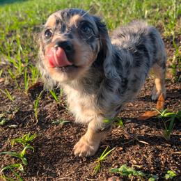 Hades - Dapple male Dachshund puppy in Winter Haven, Florida from Katrina's Punk Rock Dachshunds