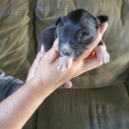 Boy 2 - Black Australian Shepherd puppy in Big Lake, Minnesota from Ninerpacker Aussies