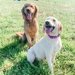 Goldendoodles from Lane Doodles and Poodles