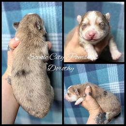 Dorothy - Merle female Pomsky puppy in Rossville, Georgia from Scenic City Pomskies