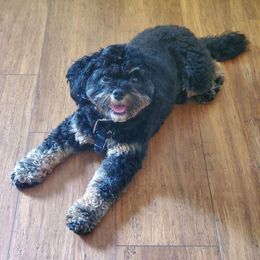 Cavapoo and Poodle All Grown Up from Bright Morning Star Pups
