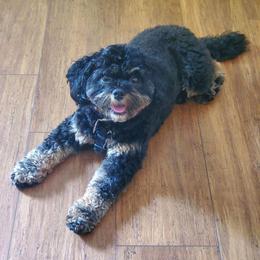 Cavapoo and Poodle All Grown Up from Bright Morning Star Pups