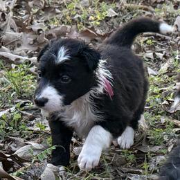 Maisie - Black and white female Border Collie puppy in Paris, Texas from Broadmoor Farm