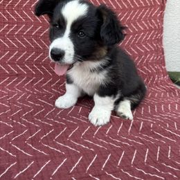 Woody - Black and white Cardigan Welsh Corgi puppy in Tulare, California from Wild K Ranch