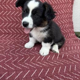 Woody - Black and white Cardigan Welsh Corgi puppy in Tulare, California from Wild K Ranch