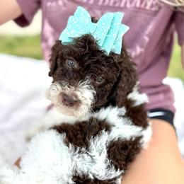Tribute - Parti female Goldendoodle puppy in Mc Kinney, Texas from Flair Doodles