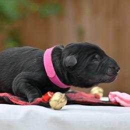 Pink Girl - Black female German Shepherd puppy in Nacogdoches, Texas from Vom Hausgladfel