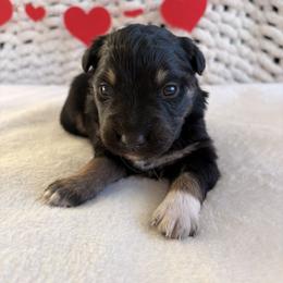 Rocky - Black tri-color male Australian Shepherd puppy in Zwingle, Iowa from Homestead Aussies & Doodles