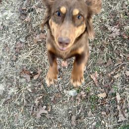 Classy - Dachshund