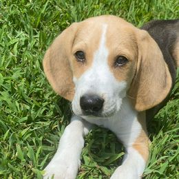 Harriers from Darkfire Harriers