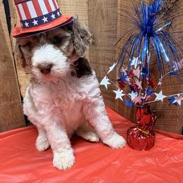 Reba - Red merle female Aussiedoodle puppy in Lavonia, Georgia from H & A Kennels