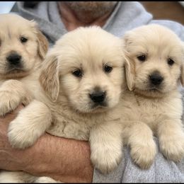 French Bulldog, Goldendoodle, and Golden Retriever Puppies from Crystal Coast Kennels, LLC