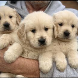 French Bulldog, Goldendoodle, and Golden Retriever Puppies from Crystal Coast Kennels, LLC