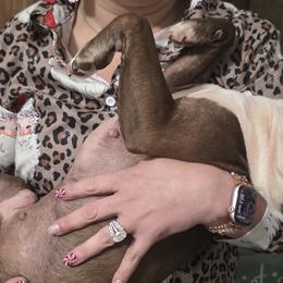 Boston Terriers from Bode’s Bostons