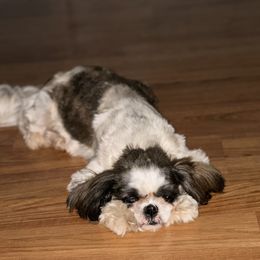 Brylie - Shih Tzu