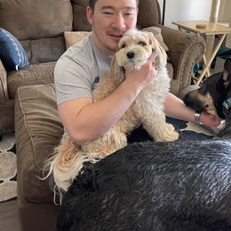 Havanese Puppies from Lynroc Kennels