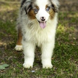 Hemi - Blue merle male Miniature American Shepherd puppy in Franklinville, North Carolina from Fine Hill Miniature Americans