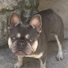 Camilla - French Bulldog