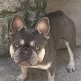 Camilla - French Bulldog