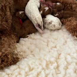 Boy 4 - Red  male Goldendoodle puppy in Elk Grove, California from Doodles by Faith