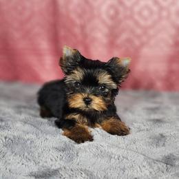 Female pup 2 - Black and gold female Yorkshire Terrier puppy in Polk City, Florida from Yorkies by Casey