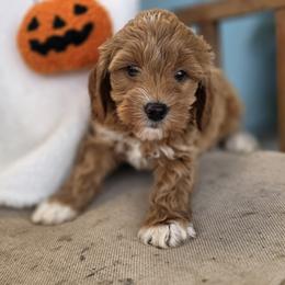 Nova - Apricot female Goldendoodle puppy in Decatur, Tennessee from Diamond's Doodles