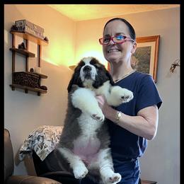 Green Collar - Mahogany and white female Saint Bernard puppy in New Philadelphia, Ohio from Fletchers Saints